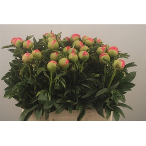 Paeonia L Coral Sunset