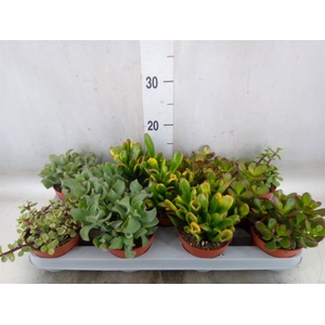 Crassula   ...mix