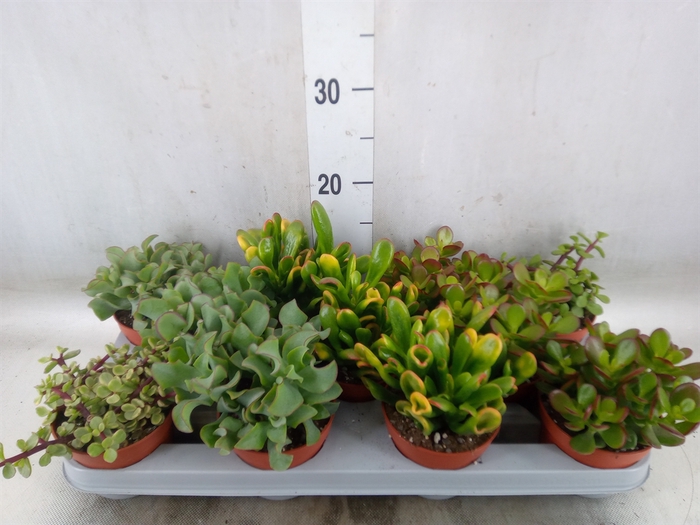 <h4>Crassula   ...mix</h4>