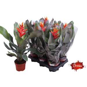 Aechmea Pepita Elegant Flames