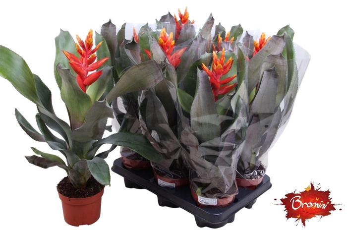 <h4>Aechmea Pepita Elegant Flames</h4>