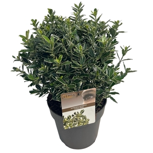 Euonymus jap. 'Susan' sense