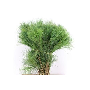 PINUS STROBUS