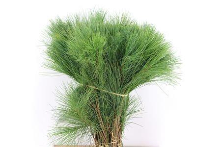 <h4>PINUS STROBUS</h4>