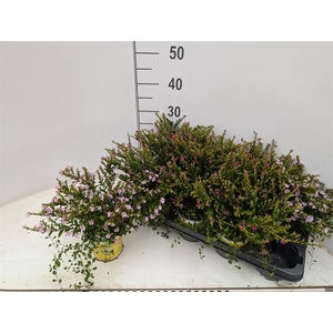 CUPH HY + muehlenbeckia