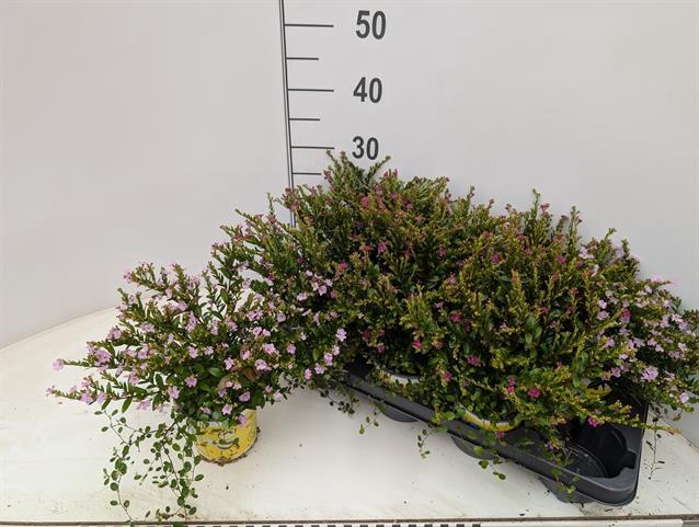 CUPH EA + muehlenbeckia