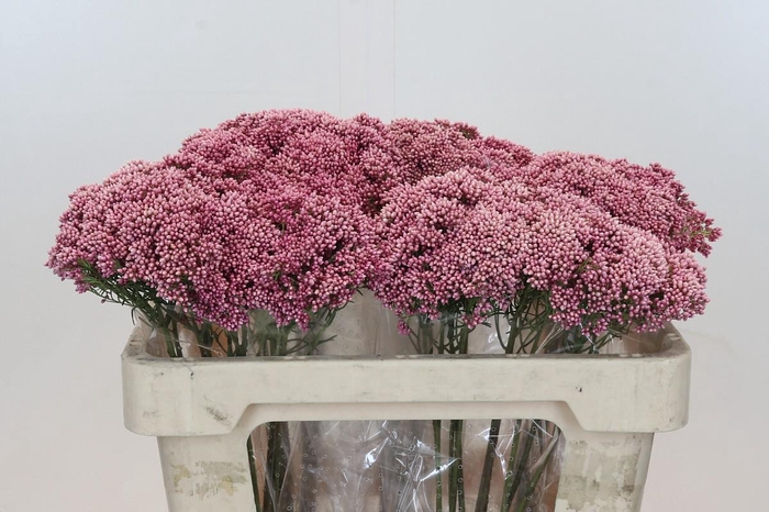 <h4>Ozothamnus Booming Pink</h4>