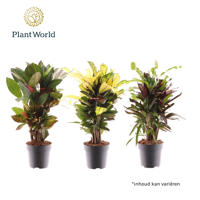 <h4>Croton vertakt gemengd 2-3 soorten</h4>