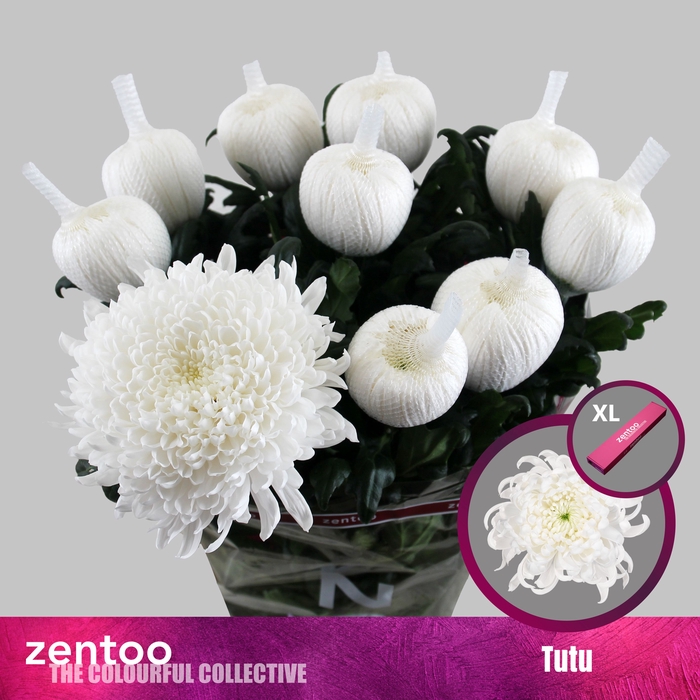 <h4>Chrysanten Chr G Tutu</h4>