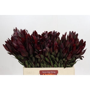 Leucadendron Saf Sunset Dark Red