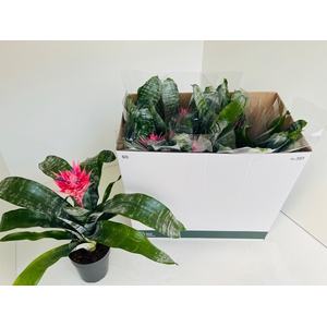 !! PROMO !! AECH FAS PRIMERA P15