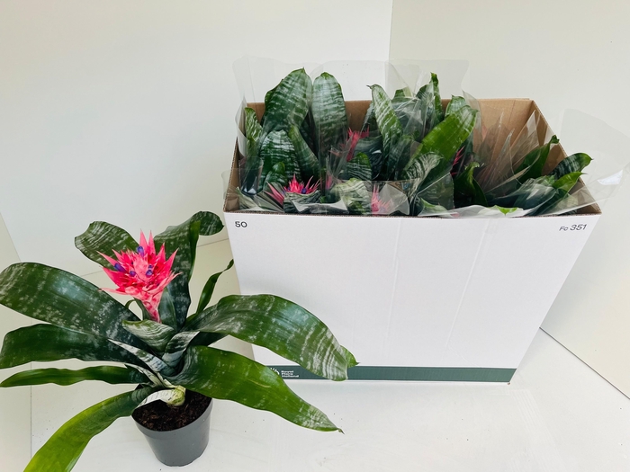 <h4>!! PROMO !! AECH FAS PRIMERA P15</h4>