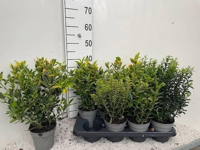 <h4>Euonymus Jap Gem</h4>