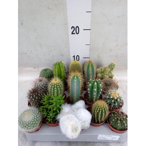 Cactus   ...mix