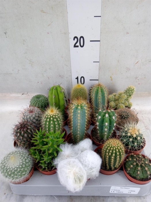 <h4>Cactus   ...mix</h4>