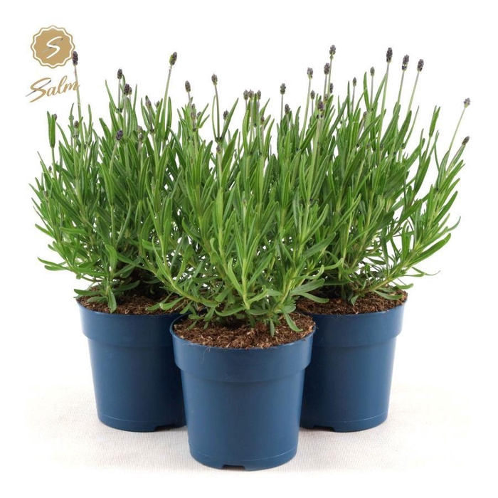 <h4>Lavandula ang. 'Felice'® Collection P12</h4>