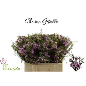 CHAME GISELLE