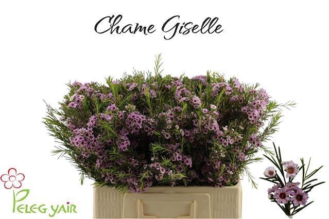 <h4>CHAME GISELLE</h4>