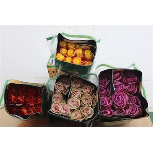 R GR EQ SURPRISE MIX BOX 50CM