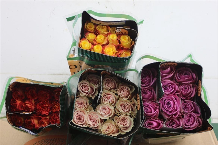 <h4>R GR EQ SURPRISE MIX BOX 50CM</h4>