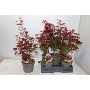 Acer Pa Atropurpureu