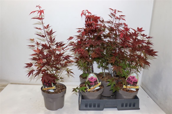 <h4>Acer Pa Atropurpureu</h4>
