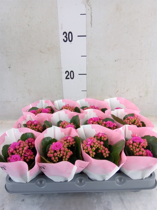 <h4>Kalanchoe   ...mini</h4>