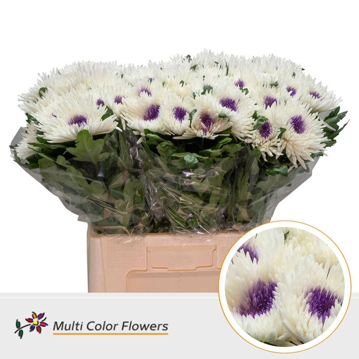 <h4>Chrysanthemum PL   ...colored H%</h4>