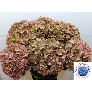 HYDR M CH RODEO CL