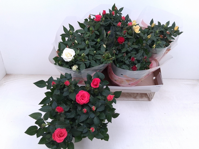 <h4>RO FAV RO GEM 4 SRT</h4>