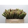 Leucad Discolor Green