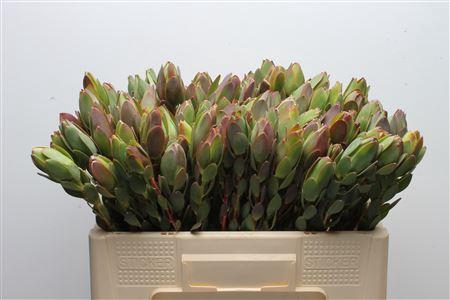 Leucad Discolor Green