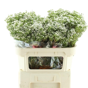 Chame Un Pearl Butto