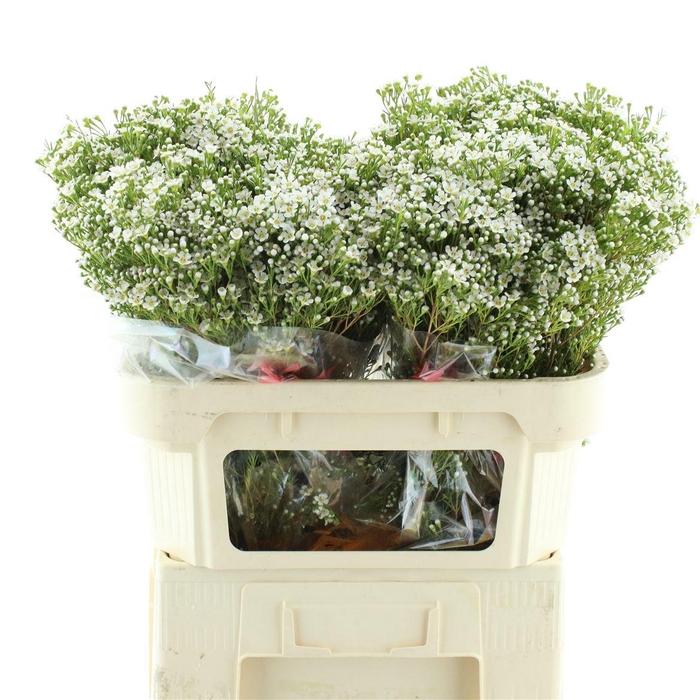 Chame Un Pearl Butto