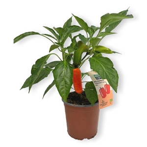 PAPRIKA PLANTEN