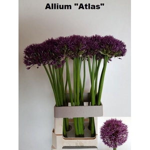 ALLIUM GROOTBLOEMIG