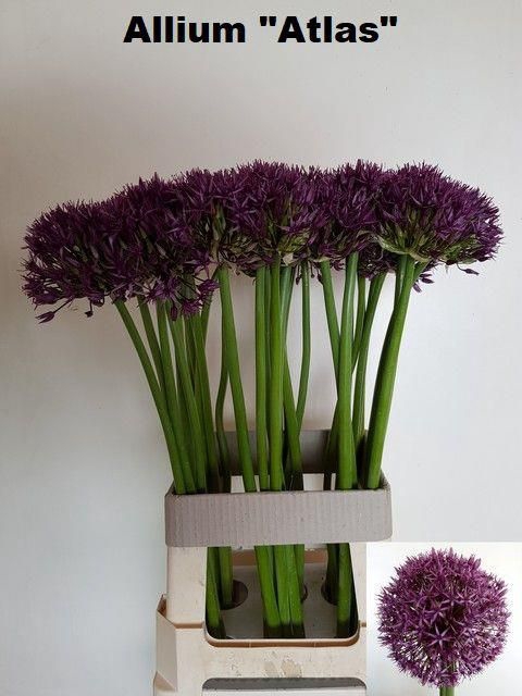 <h4>ALLIUM GROOTBLOEMIG</h4>