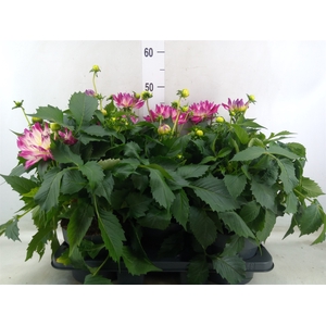 Dahlia DE 'Labella Magg Rose Bicol'