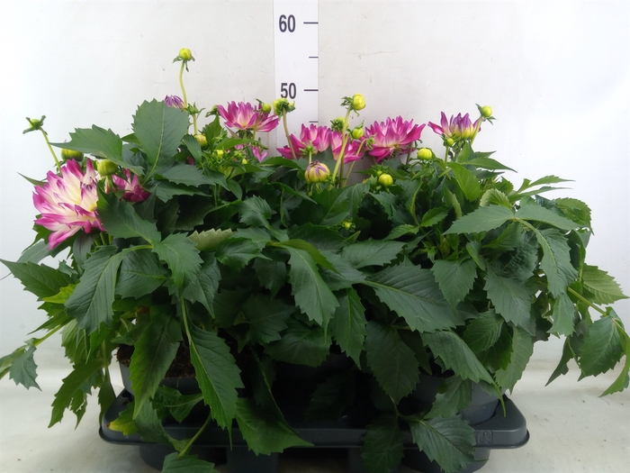<h4>Dahlia DE 'Labella Magg Rose Bicol'</h4>