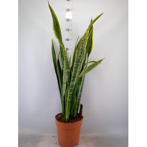 Sansevieria trifa. 'Laurentii'