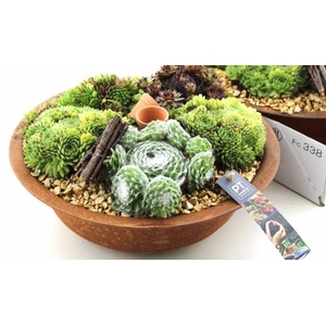 ARR SEMPERVIVUM