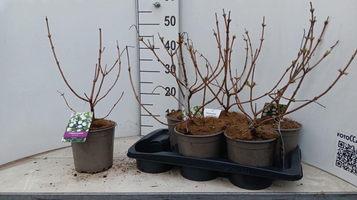 <h4>VIBU OP ROSEUM</h4>