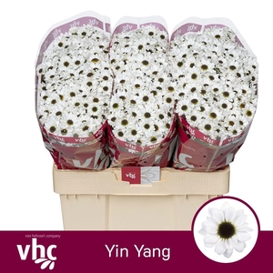CHR SAN YIN YANG