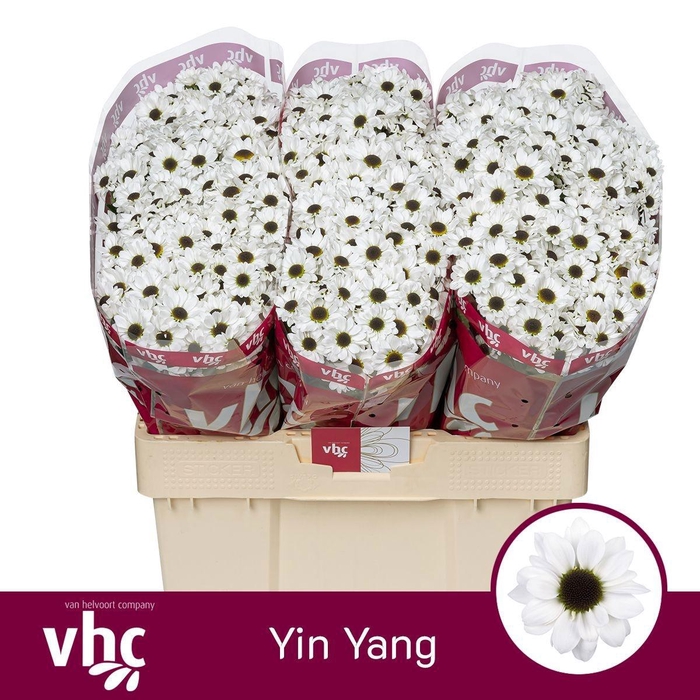 <h4>CHR SAN YIN YANG</h4>