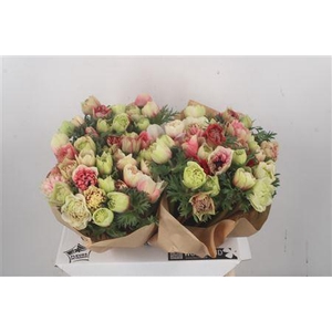 Anemone Fullstar Bicolor