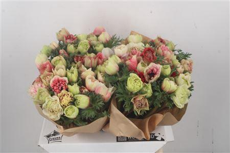 <h4>Anemone Fullstar Bicolor</h4>