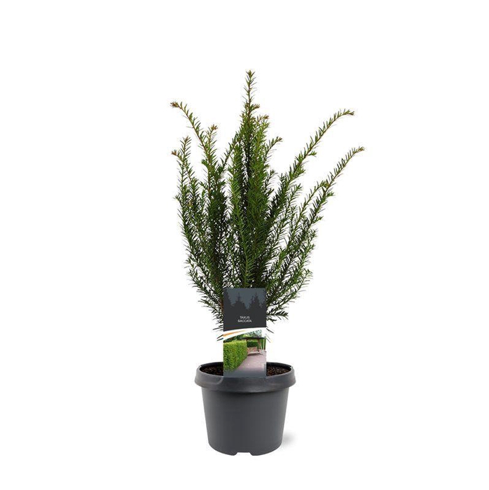 <h4>Taxus baccata</h4>
