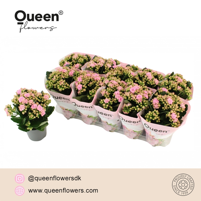 <h4>Kalanchoe Lillian P12 Queen</h4>