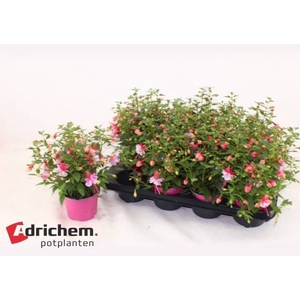 FUCHSIA B F BIANCA