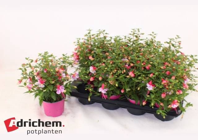 <h4>FUCHSIA B F BIANCA</h4>